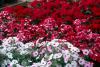 Amazon Rose Magic and Amazon Cherry display rich and vibrant colors in this bed at the Truck Crops Branch Experiment Station near Crystal Springs. Here, they are combined with Tidal Wave Silver petunia.