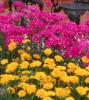 Bouquet Purple is a tall cut-flower type dianthus that is cold tolerant yet able to endure a Mississippi summer. The flowers are a bright, bold, cheerful hot pink-purple color. 