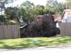 This Hancock County tree will not have the option of recovery, but immediate attention can help salvage very small trees blown over by Hurricane Ivan. (Photo by the Sea Coast Echo in Bay St. Louis, Miss.)