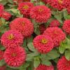 The Magellan zinnia produces enormous flowers that reach a whopping 6 inches in width. These bright, colorful flowers are produced on short, stocky plants that reach 18 inches tall.