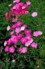 Bouquet Rose Magic dianthus blooms open white and mature to light pink, then a deep rose color. One flower stalk may contain all of these colors at once. The stalks reach 18 to 24 inches in height and produce an abundance of bouquets, ready for cutting.