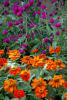 The All Around Purple gomphrena is a real trooper, reaching 24 inches tall and wide and blooming all summer in the South's intense heat and humidity. It is also quite attractive with orange flowers like the Profusion Fire zinnia. (Photo by Norman Winter)