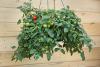 Hanging baskets overflowing with tomatoes like this Tumbling Tom variety are a clear sign that interest in the patio vegetable garden is going through the roof.