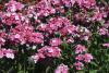 Amazon dianthus Rose Magic's multicolor flower display lives up to its name. These flowers start out white and transition to pink and then rose. (Photo by Gary Bachman)