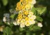 Butter Cream lantana's flowers start out as a bright golden yellow; the edges turn creamy white and eventually, the entire flower is white. (Photo by Gary Bachman)