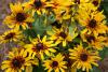 The golden yellow petals and dark red halo of Denver Daisy rudbeckia make a bright statement in the summer landscape. (Photo by Gary Bachman)