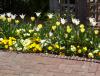 These yellow and white tulips provide a nice complement to yellow and white pansies. (Photos by Gary Bachman) 