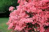 One of the earliest-blooming azaleas is the southern Indica, which performs beautifully as a specimen plant, hedge or background. Its huge blooms come in great quantities and a range of colors. (Photo by Gary Bachman)