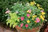 Nearly any plant can be included in a container planting, such as this colorful combination of petunia, pansy and sweet potato vine.