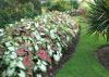 Caladiums are tropical foliage plants that can be mass-planted to neatly define border edges in the landscape. (Photo by MSU Extension Service/Gary Bachman)