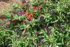 The ornamental pepper Sangria holds its slender fruit pointing upward. Peppers range from lavender to orange and red, and often all colors are on display at the same time. (Photo by MSU Extension Service/Gary Bachman)