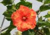 Thirty-eight varieties of Cajun hibiscus give plant lovers plenty of color choices, including bright yellows, pinks, reds, whites and color blends, such as this variety, called High Definition. (Photo by MSU Ag Communications/Gary Bachman)