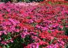 Amazon dianthus, such as these Neon Cherry selections, tolerate summer temperatures and look great in the landscape. (Photo by MSU Extension Service/Gary Bachman)