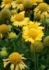 Gaillardia Mesa Yellow are large, sunny yellow flowers that seem to radiate color. As the flowers fade, each begins to resemble a fluffy pincushion. (Photo by MSU Extension Service/Gary Bachman)