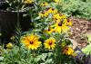 The upright stems of Rudbeckia Indian Summer are sturdy enough to display huge flowers that can be up to a whopping 9 inches across. (Photo by MSU Extension Service/Gary Bachman)