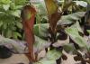 Thai Black banana is one of fastest growing landscape bananas, and it can reach more than 15 feet tall in Mississippi landscapes. (Photo by MSU Extension Service/Gary Bachman)