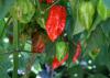 Ghost peppers, which are more than 100 times hotter than a jalapeno, also stand out as attractive ornamental peppers. (Photo by MSU Extension Service/Gary Bachman)