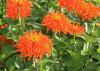 Cactus-flowers zinnias such as this Inca are very different from traditional zinnias. Each flower displays masses of thin, almost needle-like petals that come in a range of long-lasting flower colors. (Photo by MSU Extension Service/Gary Bachman)