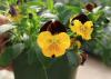 Cool Wave pansies such as this Sunshine 'n Wine selection are much more vigorous than standard pansy varieties. (Photo by MSU Extension Service/Gary Bachman)