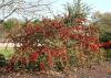 The heavy fruit clusters of Pyracantha seem to drip off the branches, adding beauty and interest to any winter landscape. (Photo by MSU Extension Service/Gary Bachman)