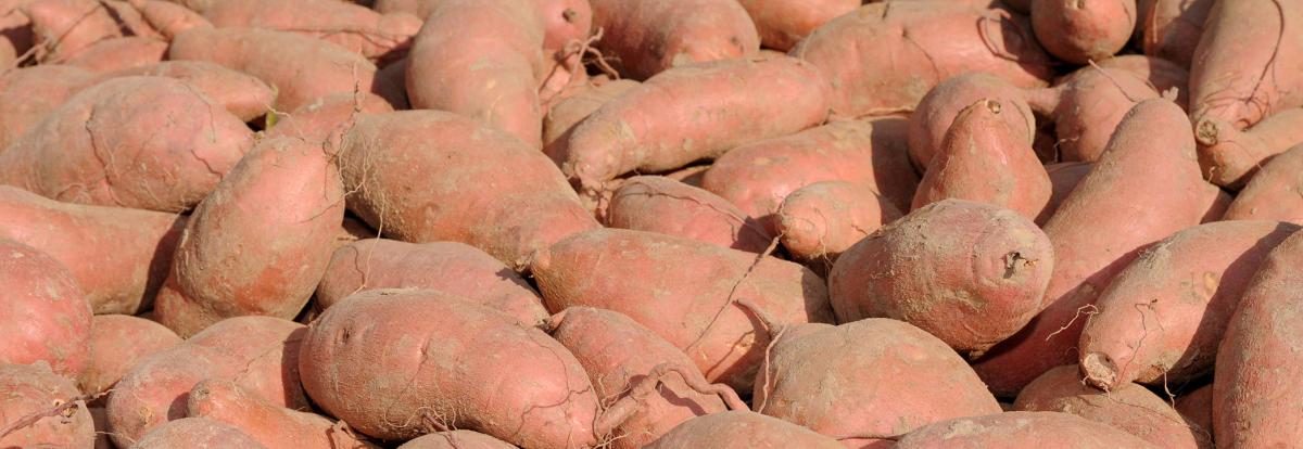 Sweet Potatoes