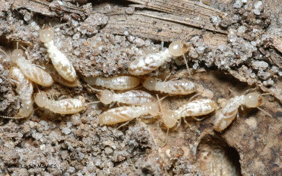 This is an image of Eastern subterranean termites.