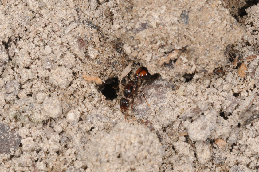 This young fire ant queen has just landed after her mating flight, has shed her wings, and is attempting to start a new colony.