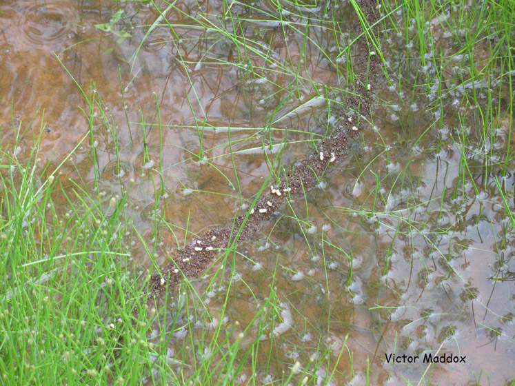 Fire ants building a bridge by joining legs to allow brood to be carried across short expanses of water, such as a water-filled tire rut.