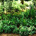 Successfully shaded garden. Photo by Robert F. Brzuszek.