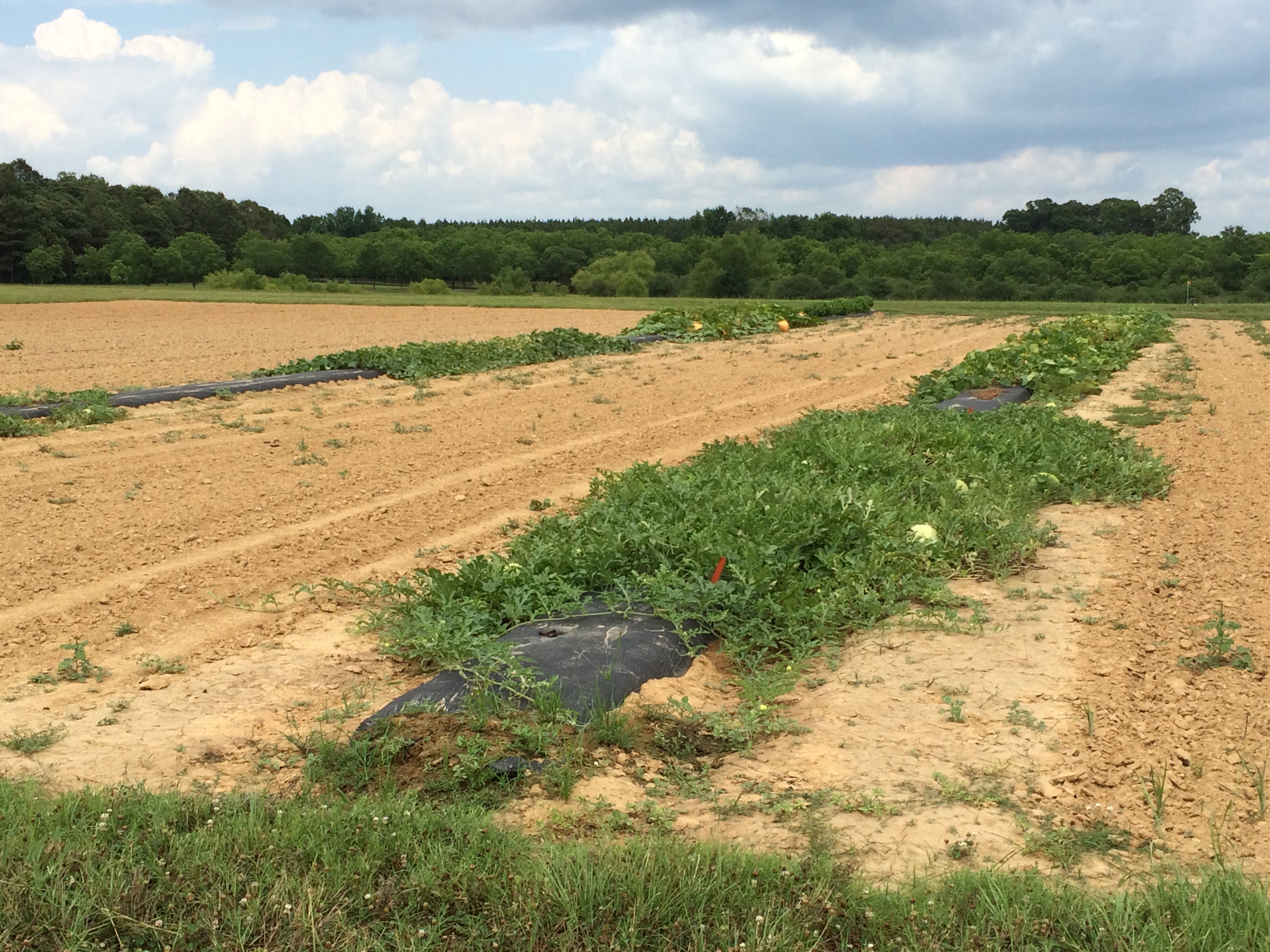 cucurbit downy mildew sentinel plot